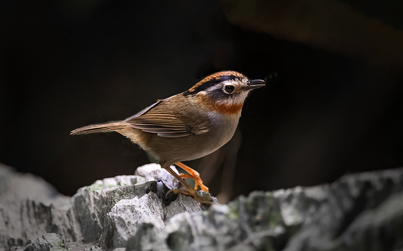 Rufous-throated Fulvetta (Schoeniparus rufogularis) at Cuc Phuong Bird Hides - Northern Vietnam. Photo by: Bui Duc Tien - Vietnam Bird Photography Tours - Vietbirdphototours.com